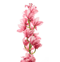 Orchid flowers