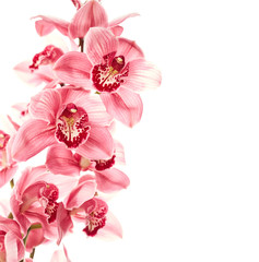 Orchid flowers