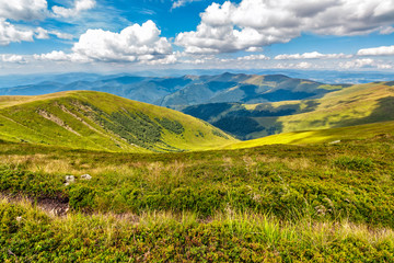 hill side meadow in summer