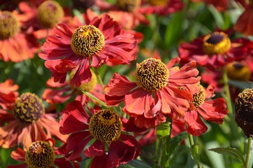 Rudbeckia Rudbeckien blühen rot orange im Garten