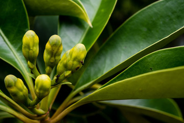 flowers in the garden, a sunny day on rainy season