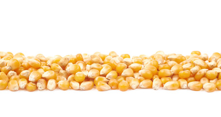 Line pile of corn kernels isolated