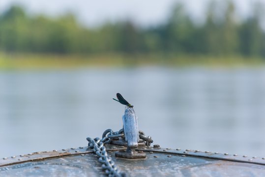Libelle auf Bootsbug