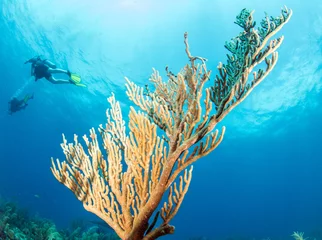 Crédence de cuisine en verre imprimé Plonger Plongée sous-marine au Belize