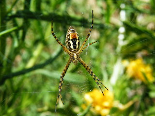 aranha