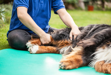 Wellness für den Hund, Physiotherapie bei Arthrose, Spondylosen und Verspannungen