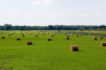 Stroh Heu Weizen Ernte Landschaft 