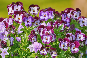 Garden Pansy Flowers