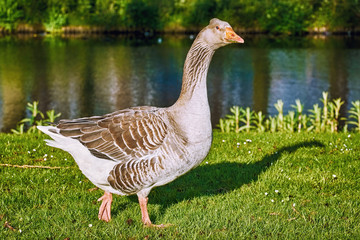 Walk along the River