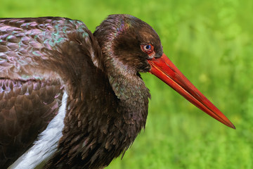 Portrait of Black Stork