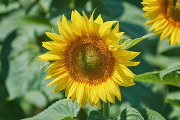 Sunflower against Green