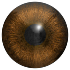 Eye iris generated hires texture