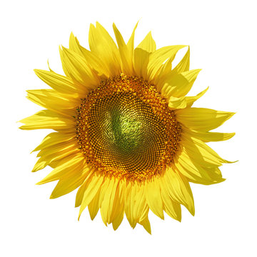 Sunflower against White