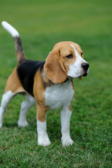 Close Beagle dog
