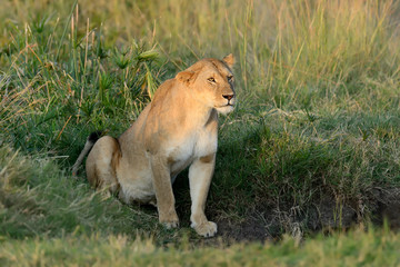 African lion in the National park