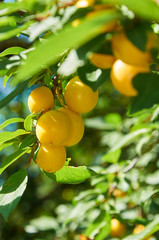 Berries of cherry plum on the tree