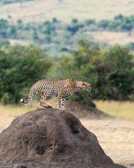 Cheetah on savannah in Africa