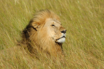 Plakat African lion in the Park South Africa