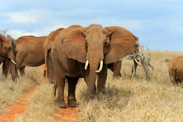 Fototapeta na wymiar Elephant on savannah in Africa
