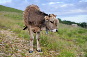 Cow on mountain pasture