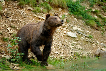 Brown bear (Ursus arctos) in nature