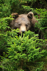 Brown bear (Ursus arctos) in nature