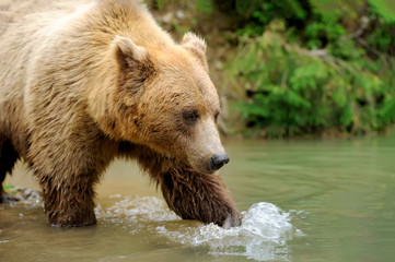 Obraz premium Brown bear in water