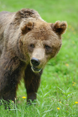 Fototapeta na wymiar Brown bear (Ursus arctos) in nature