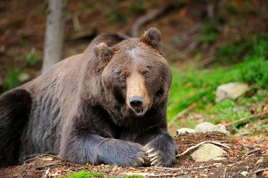 Brown bear (Ursus arctos) in nature