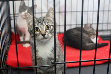 Obraz premium Little kittens in a cage of a shelter