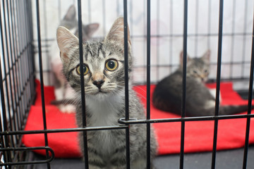 Little kittens in a cage
