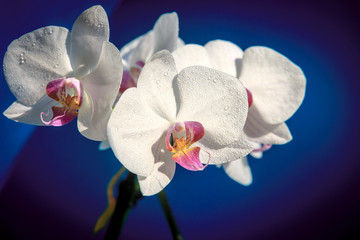 white fresh orchid flowers
