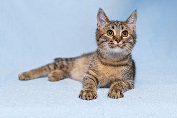 Small  kitten on a blue background