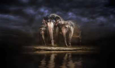 Group of elephants at the watering. Elephant family © Baranov