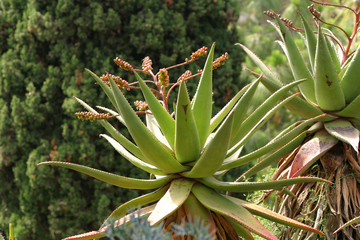 blühende exotische Plfanzen und Kakteen