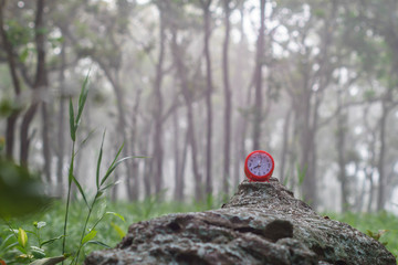 Red clock in forest