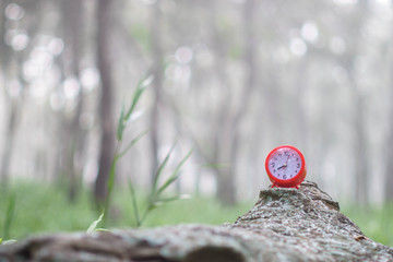 Red clock in forest