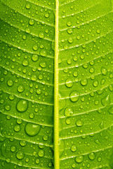 Water Drops On Green Leaf Background, close up