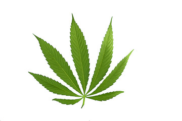 Cannabis leaf, marijuana isolated