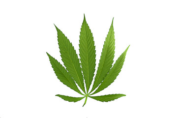Cannabis leaf, marijuana isolated