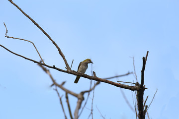 Snowbird is sitting on a transverse branch