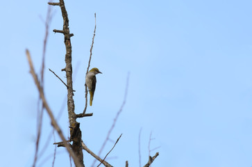 Snowbird, sitting on a dead branch with an unusual turn of the head