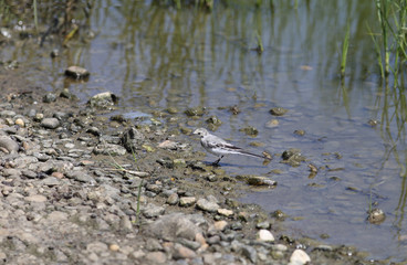 Wagtail near the pond