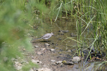 Wagtail - hunt in shallow water