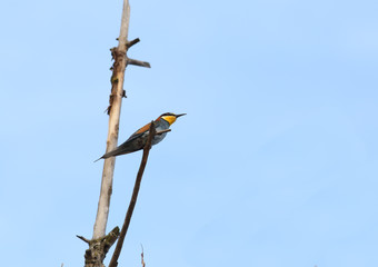 Bee-eater - view from below