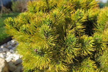 Golden pine (Pinus mugo "Ophir") in the autumn rock garden