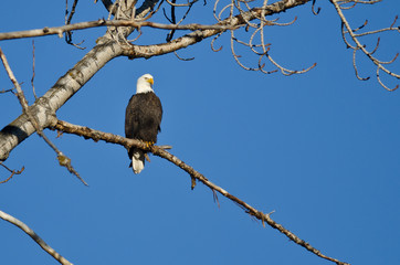 Bald Eagle Perched in the Winter Tree