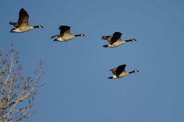 Canada Geese Flying Low Over the Winter Trees