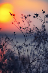 Dried flowers on a background sunset