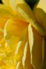 Lost in the Gentle Folds of the Delicate Yellow Rose